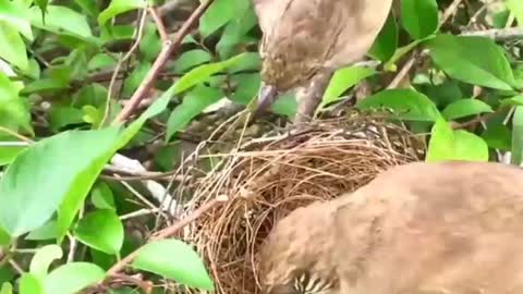 Saving ants' chicks