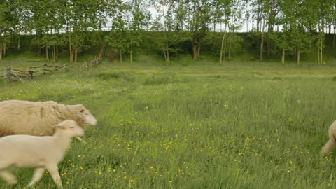 Sheep Running in a Grass Field