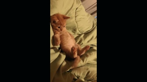 Funny _cut animal amazing video 😺