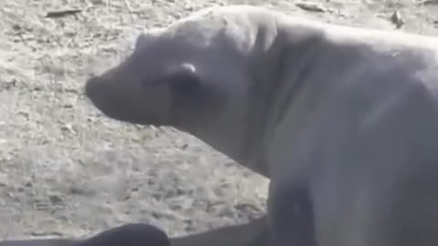 This mother sea lion cries after the death of her tiny baby in San Diego.