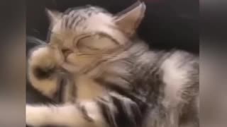 Sleeping animals 2