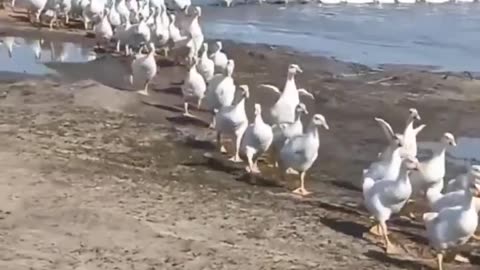 So beautiful ducks