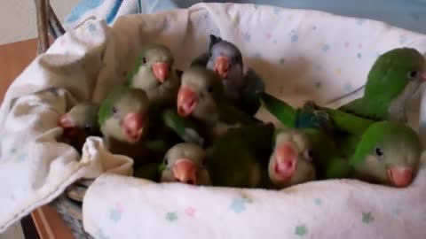 Baby Quaker Parrots Time to Eat