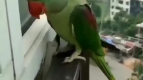 Parrot asking Mommy to open the window