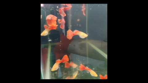 Guppy Red Full