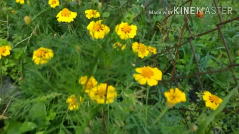 flowers in my garden