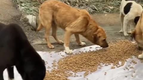 Gesture of love with dogs