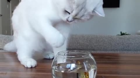 Our Mimi with fish | funny moment of our Mimi with fish