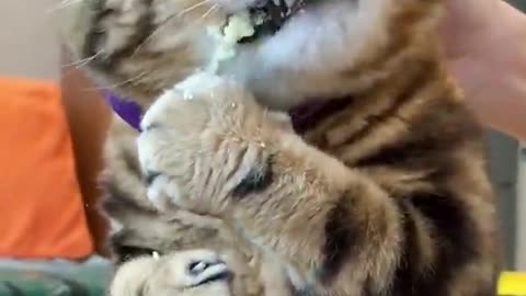 Very hungry cat 🐈😺 eating soap