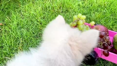 baby monkey bon and puppy harvest fruit the farm