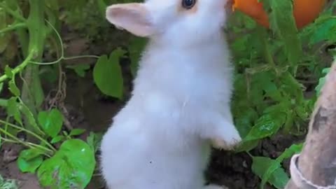 The adorable little bunny eats fresh tomatoes.