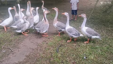 Kids playing with Swan....Very Beautiful moment