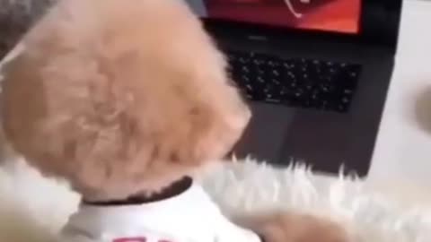 cute puppy watching cartoons Shorts