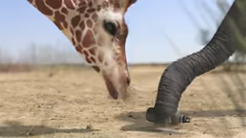 Elephant vs Giraffe water fight