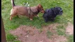 Small black dog loves being adored