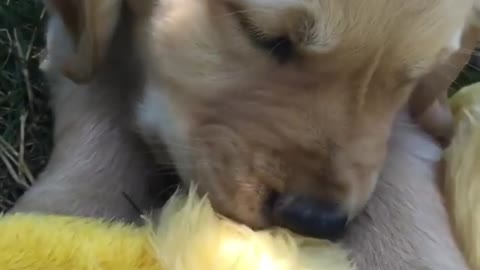 Dogy Trying To Eat Toy Duck