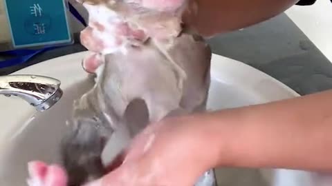 Most adorable little baby monkey takes a bath! OMG CUTE!