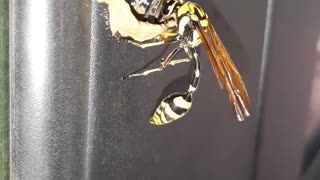 Potter Wasps