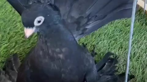 Pigeon lover