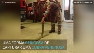 Homem captura cobra de uma forma assustadora