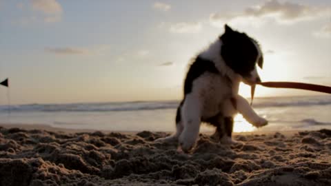 Dog In the Beach with Sophisticated View