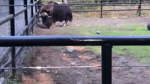 Male Musk Ox Means Business