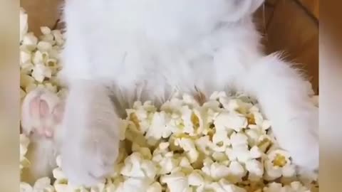 cat in the bowl eating popcorn, look into that cat's eyes