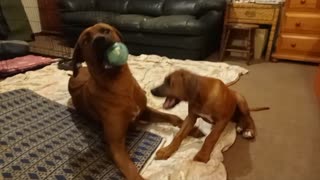 Super Tolerant Rhodesian Ridgeback 'Plays Ball' With Super Cheeky Puppy