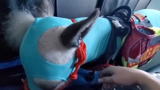 Miniature Horse Flies First Class On Airplane