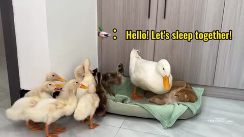 Cute and funny,This is rare in the world! Mother duck leads the ducklings to sleep with the kittens