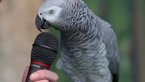 Cute parot talking