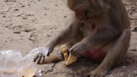 Funny &. Cute Monkey Eating Cookies