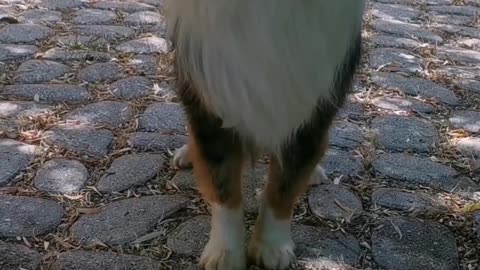 Dog Perfectly Balances a Board of Treats