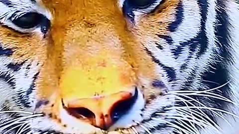 Standing on a branch, watching the tiger walking in the snow