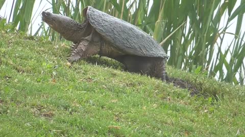 8 Toussaint Wildlife - Oak Harbor Ohio