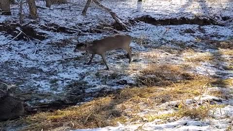 Saving a Deer Stuck in an Antler Lock