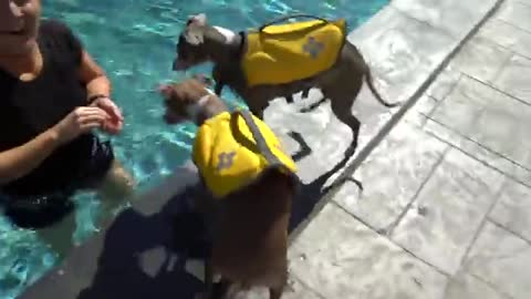 How to teach your dog to swim