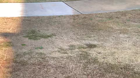 Ninja Kitty Likes Playing with Soccer Ball