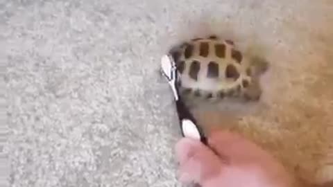 Dancing turtle