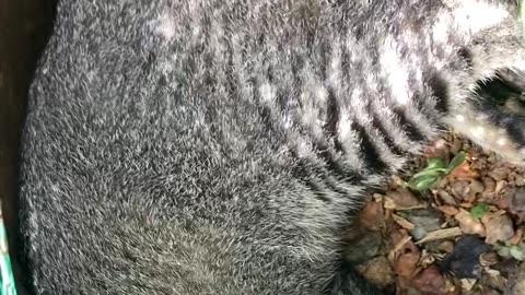 Mama Cat Sits On Her Eggs