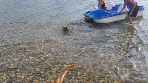 Tiny and Mighty Yorkie Pulls Boat