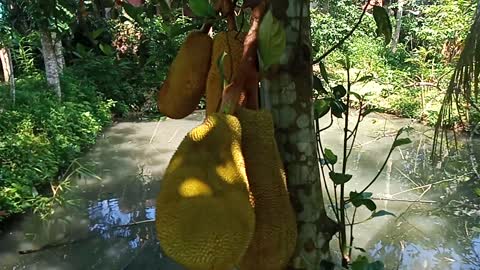 Jackfruit the King of Fruits