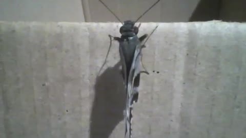 Moth is seen on a cardboard box, it is quiet [Nature & Animals]