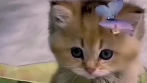 Funny and Cute little Cat Meowing !