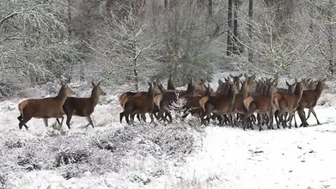 Beautiful Herd of Deer crossing snow bush- National Park