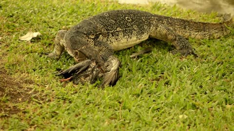 Monitor lizard eating dead pigeon, super slow motion