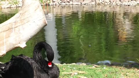 Ducks in a lake at a zoo - With quiet music