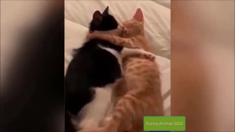 Chillin' Cats😹 Funniest Cats 😹 Best Of The 2022 Funny Cat Videos