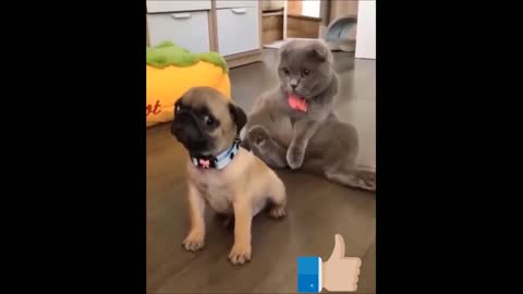 Super Cute Pets cute animals and funny baby animals Cutest Video Compilation