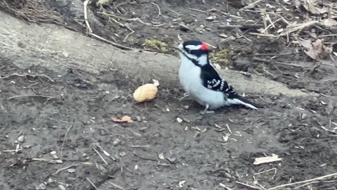 Chippy couldn’t carry the second peanut 🤣